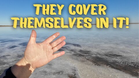 Why are they rubbing this all over?! Mud Madness! Wild Pink Salt Lake in Kazakhstan! #travel