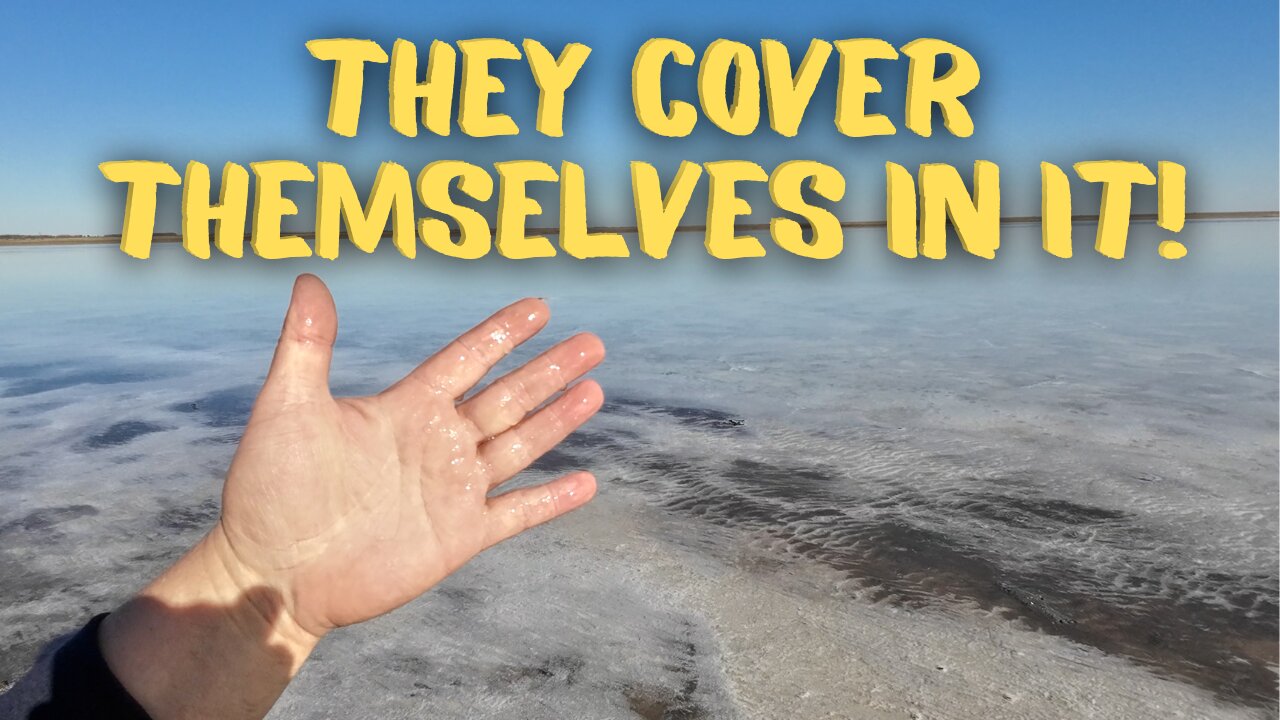 Why are they rubbing this all over?! Mud Madness! Wild Pink Salt Lake in Kazakhstan! #travel
