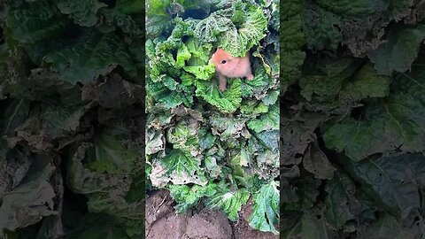 These cabbages are enough for a rabbit to eat for a lifetime. Cute pet rabbit pastoral cute pet