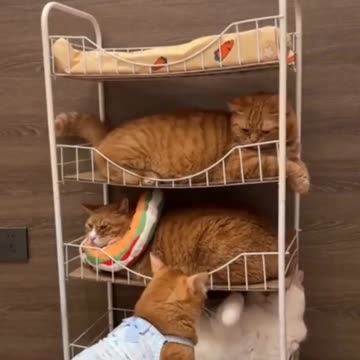 Cat Chaos: A Hostile Takeover