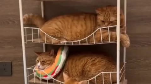 Cat Chaos: A Hostile Takeover