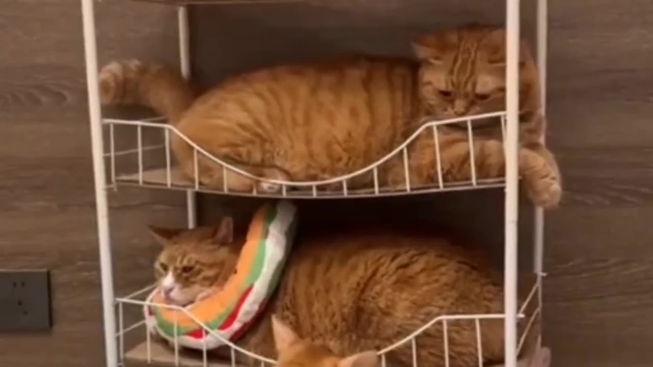 Cat Chaos: A Hostile Takeover