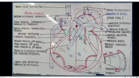 SAVIA REGULAR 2025 | Semana 05 | Anatomía