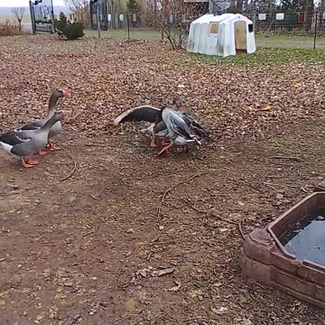 Let's get ready to rumble