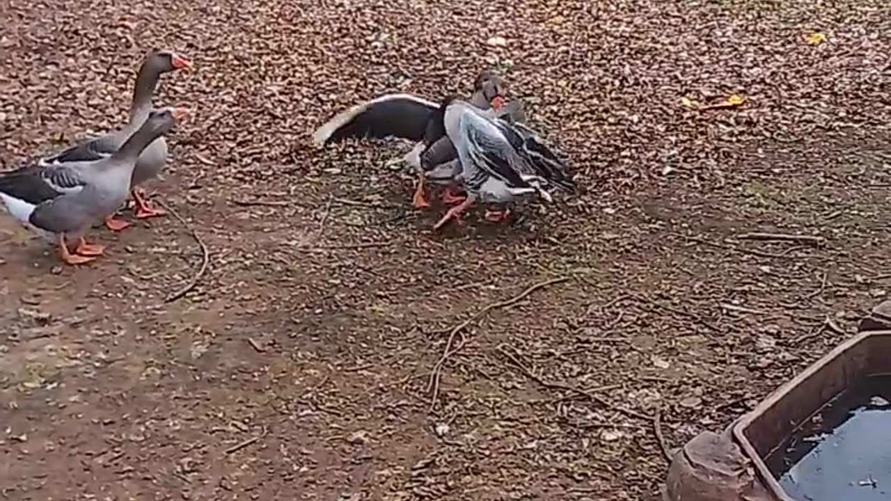 Let's get ready to rumble