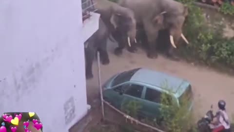 Viral Elephant Video