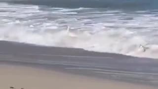 🤣😂 Swan Tries Surfing, Hilarity Ensues! | FunFM