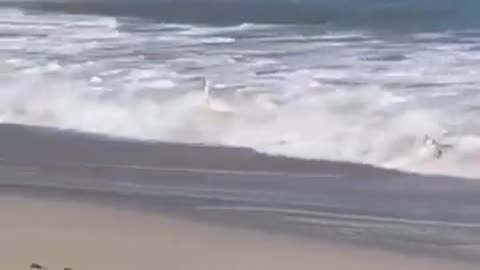 🤣😂 Swan Tries Surfing, Hilarity Ensues! | FunFM