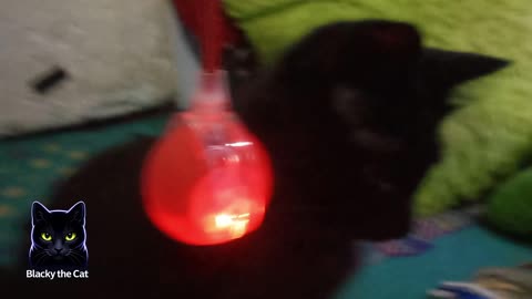 Blacky is adorable with his toys