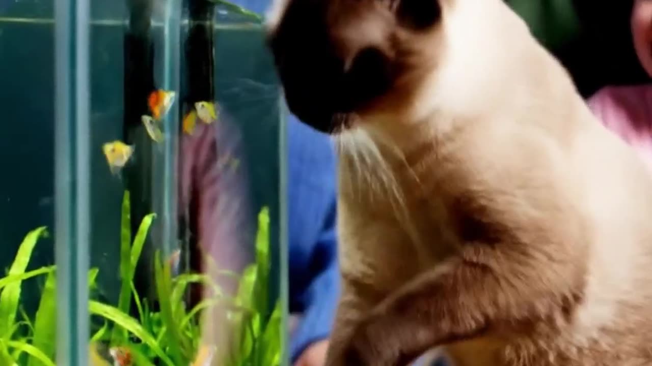 Funny shorts mouments.