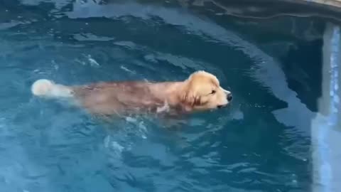 TRYING TO GET MY GOLDEN RETRIEVER OUT OF THE WATER