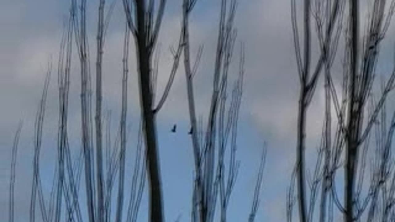 Sandhill Crane 3 Flight