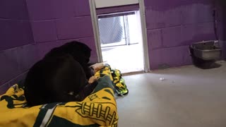 Toby 5y Pet Id 904412 kennel 26 HSSAZ shelter gave me a little of his time❤️ I had snacks20251107409