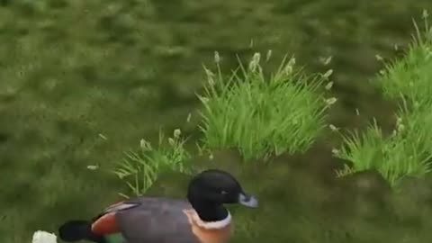 Behold My Duck 🦆💩 | #eve_the_orphan on #Twitch
