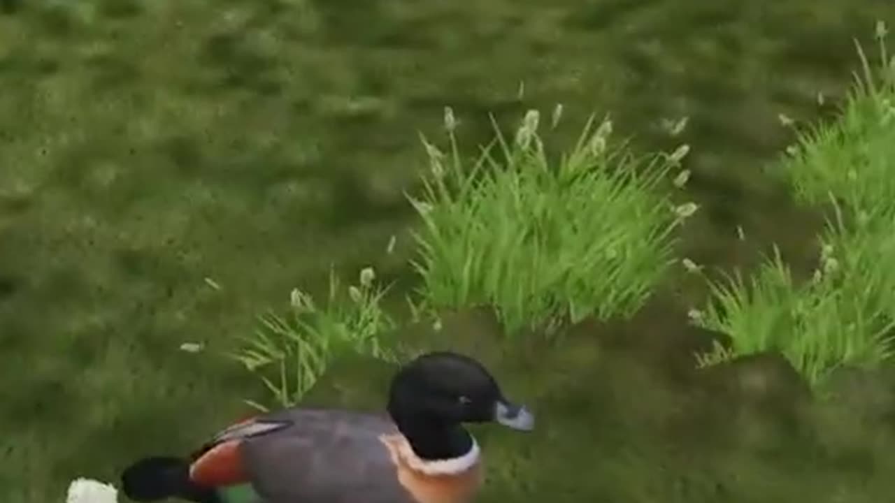 Behold My Duck 🦆💩 | #eve_the_orphan on #Twitch