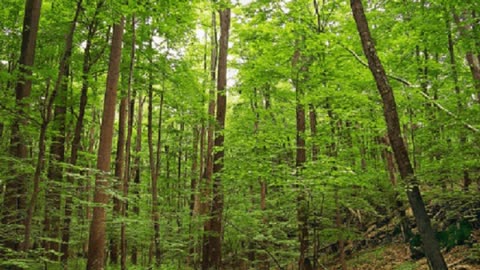 🌳 3M TV: Relax in Green Deep Forest 🌊 Birds Chirping, Spring Water, Nature Sounds 💤