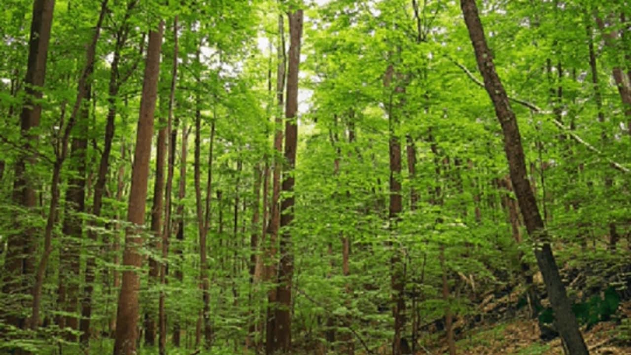 🌳 3M TV: Relax in Green Deep Forest 🌊 Birds Chirping, Spring Water, Nature Sounds 💤