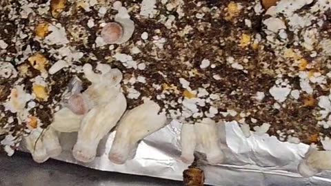 Omni Mushrooms 11/21