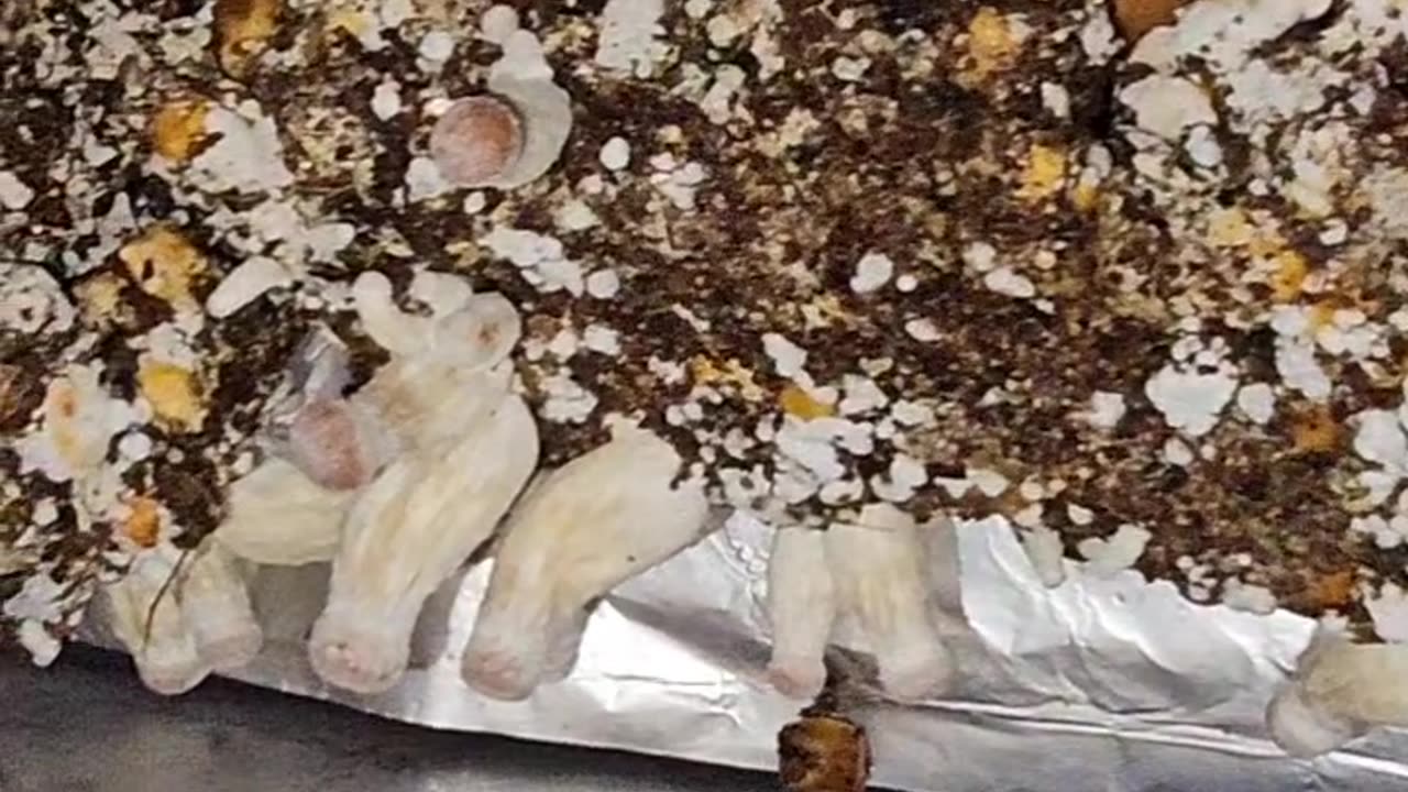 Omni Mushrooms 11/21