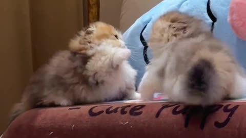 Kitten Battle Royale: Tiny Paws, Big Drama!