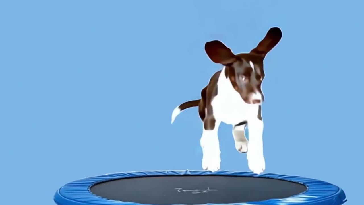 PUPPY ON A TRAMPOLINE