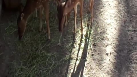 deer