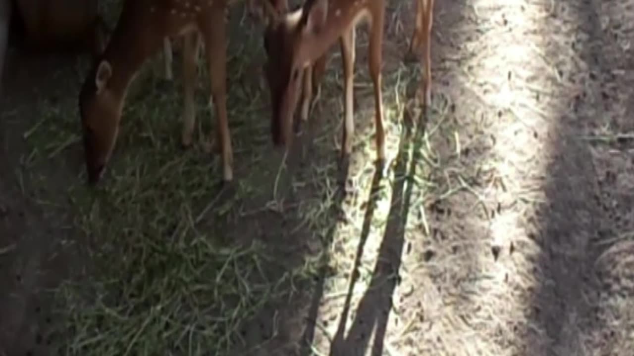deer
