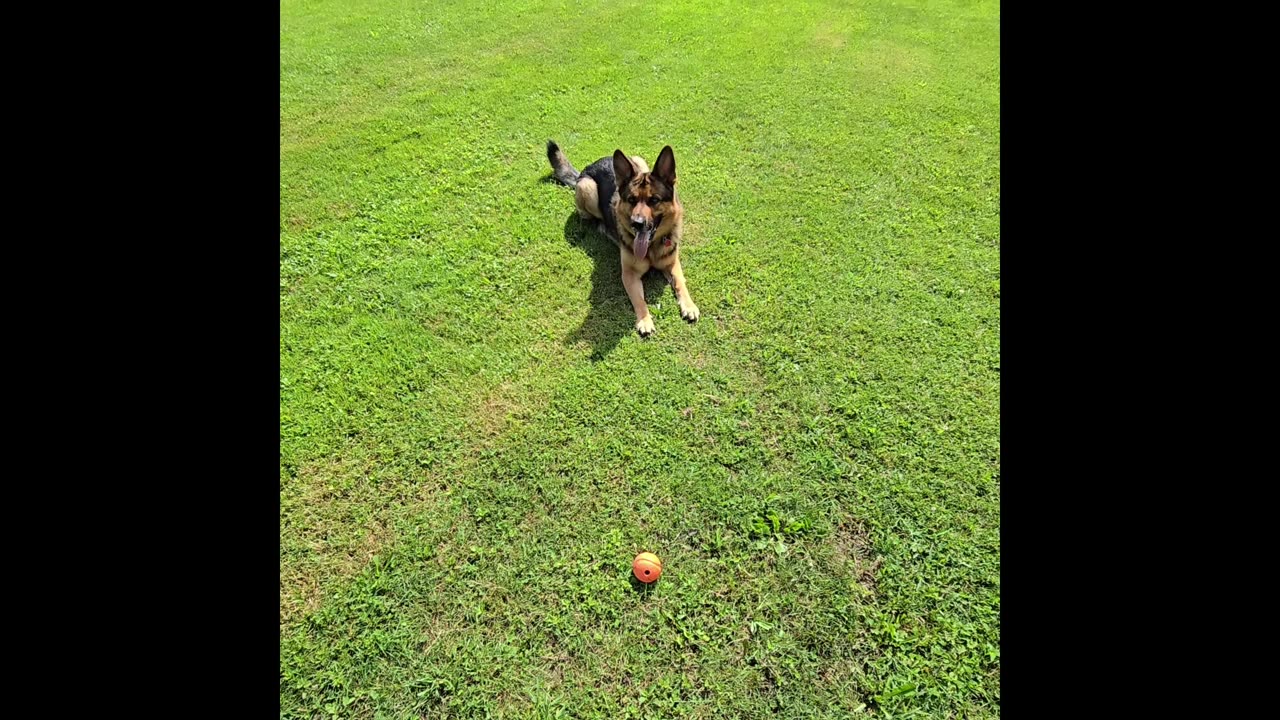 Virgil german shepherd.