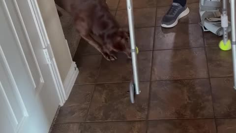 Dog Thinks Grandpa’s Walker is a Toy