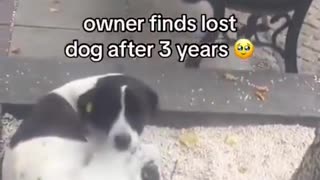 Owner finds missing dog after 3 years missing.