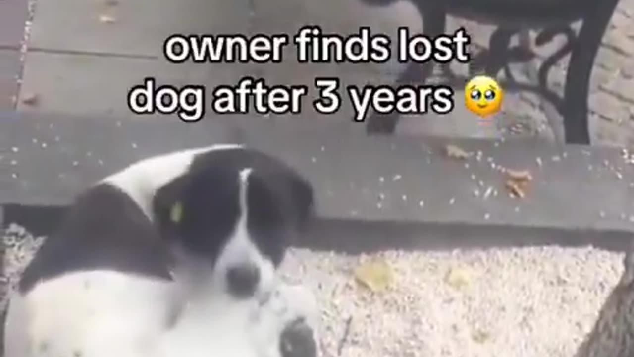 Owner finds missing dog after 3 years missing.