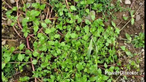 chickweed