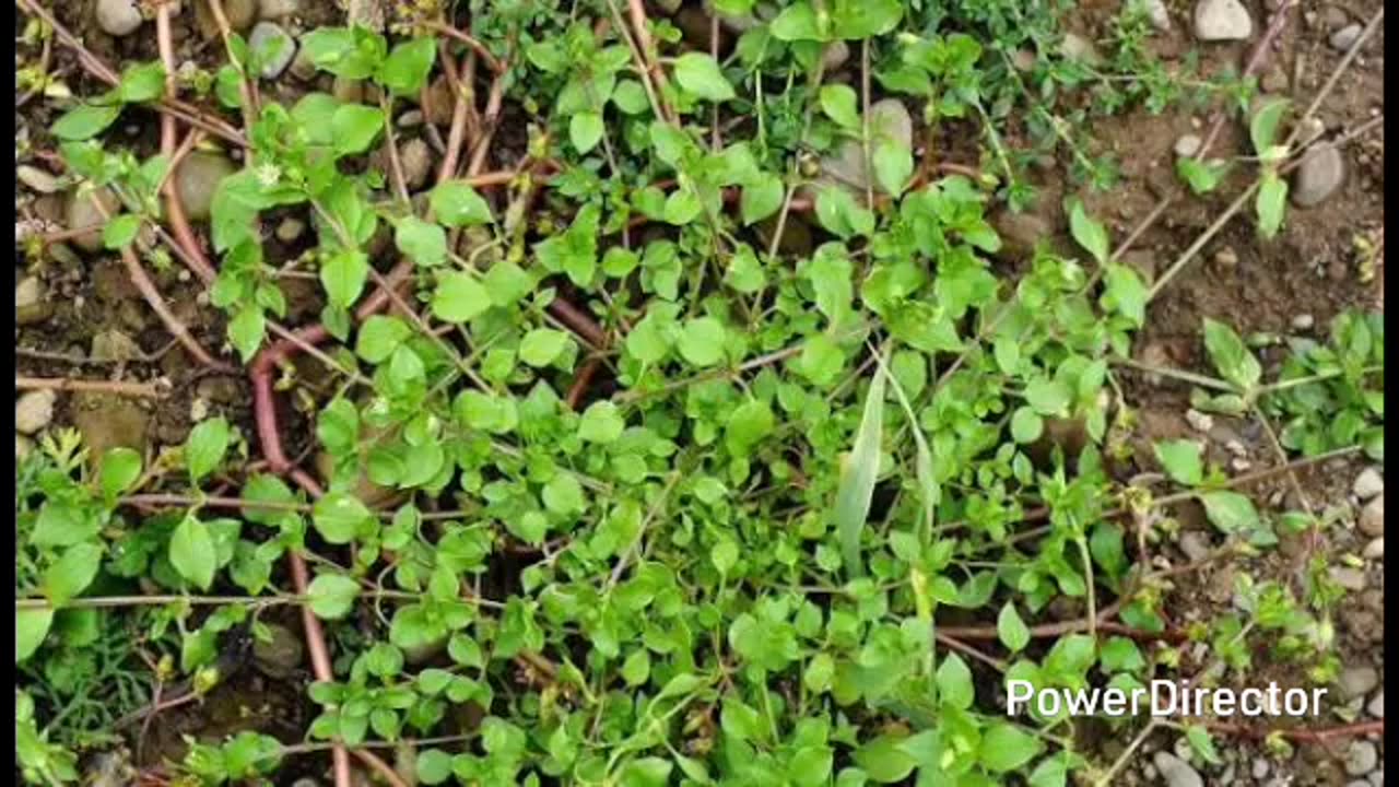 chickweed