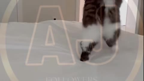 Funny animals video