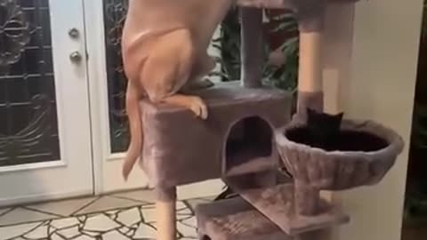 dog act like a cat