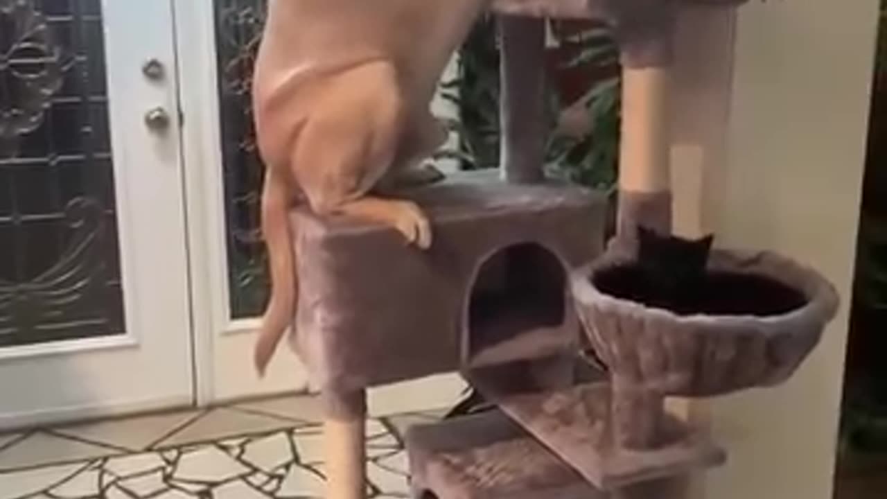dog act like a cat