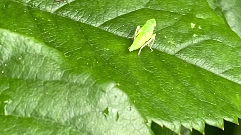 Not Ready For This! / MY GARDEN TIME