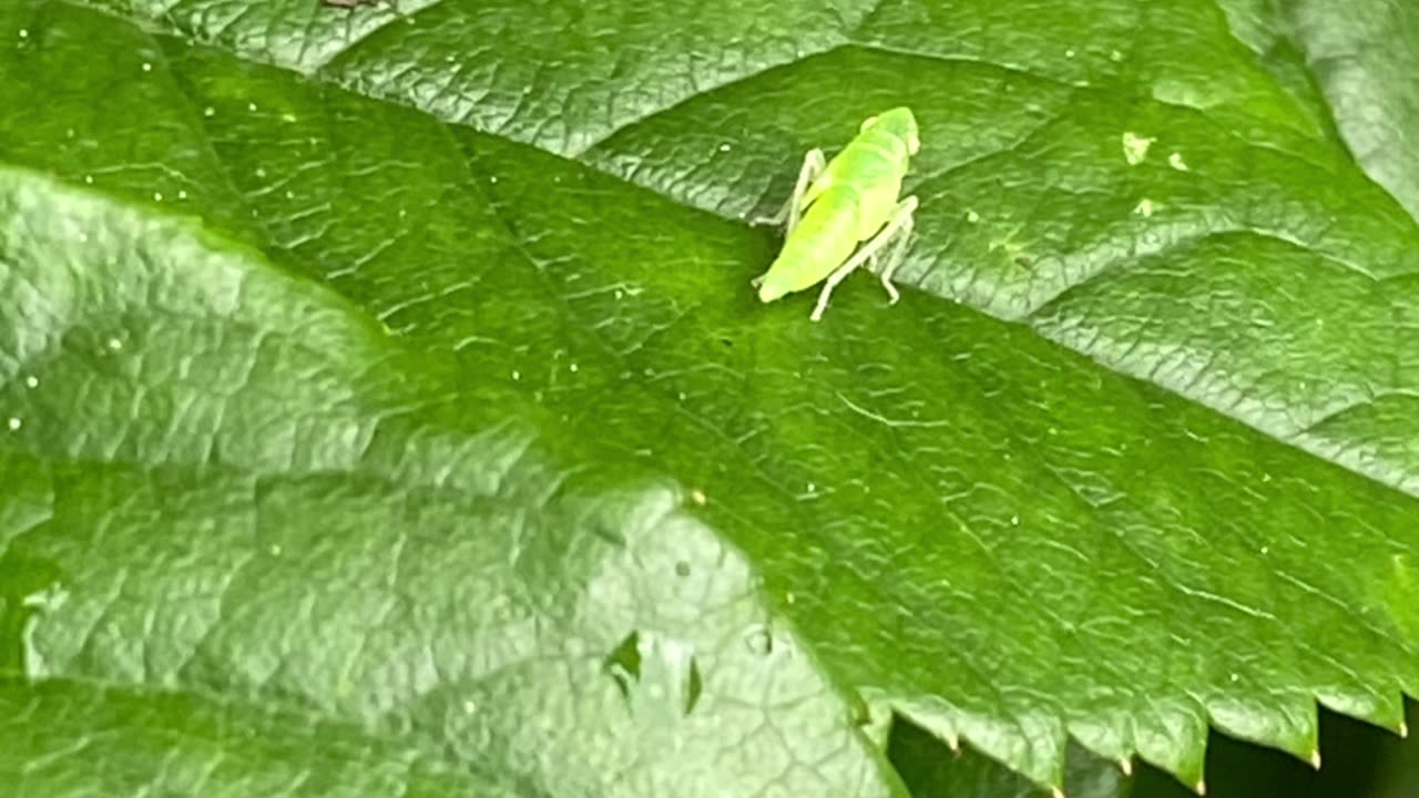 Not Ready For This! / MY GARDEN TIME