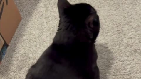 Cute Precious Piper Finishes Her Break - Adopting a Cat from a Shelter Vlog #shorts
