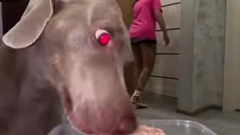 Who Cares Burglar Dog
