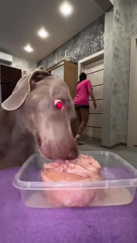 Who Cares Burglar Dog