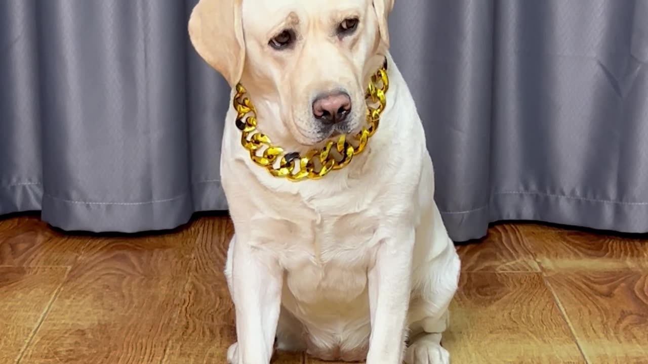 狗狗：这吃个香肠差点没命... Dog: This sausage almost cost me my life...