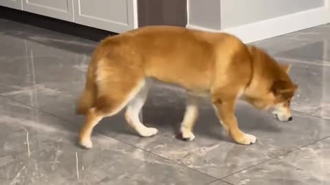 Funny video