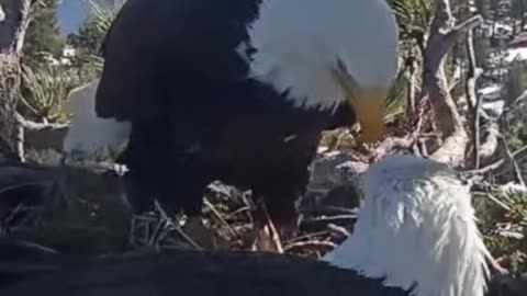 Friends of Big Bear Valley and Big Bear Eagle Nest Cam