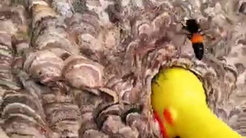The Wrath of the Venomous Hornets
