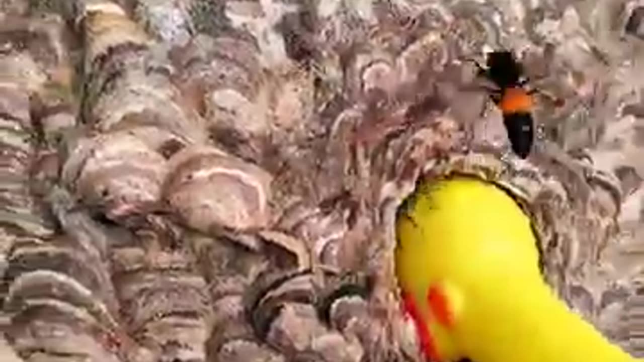 The Wrath of the Venomous Hornets