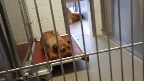 Bubba-outside 2y A871573 Pinecone-up close 1y A866265 kennel 226 harrys haven needs time2025810413