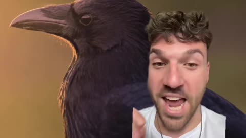 CROWS 🐦‍⬛ ILLEGAL TO OWN AS A PET