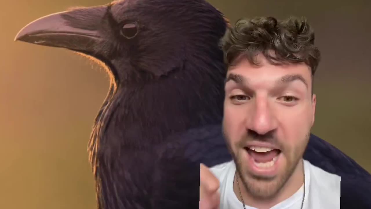 CROWS 🐦⬛ ILLEGAL TO OWN AS A PET