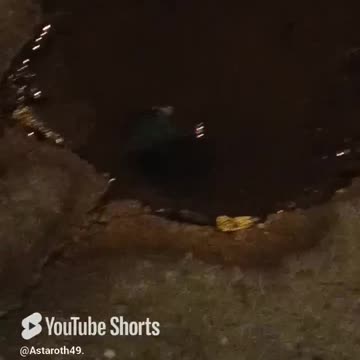 You're lucky you're not in season here. #wildlife